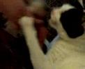 el gato de ondiz y su novia