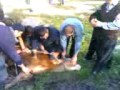 halkalı ziraat okulu kurban kesimi Sacrifice, holy 2 ikinci bölümmm kanlı görüntüler