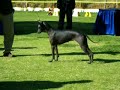 perro sin pelo peruano (peruvian hairless dog) perro sin pelo peruano (peruvian hairless dog)