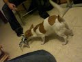 Robopet Vs Real dog Robopet Vs Real dog