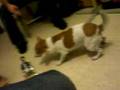 Robopet Vs Real dog