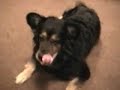 かわいい犬動画