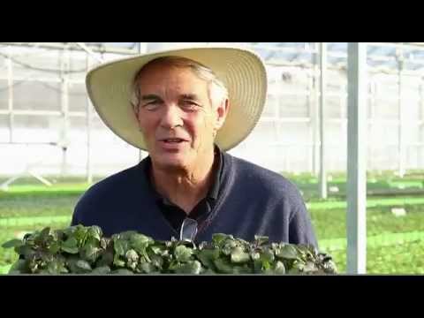 how to transplant ajuga