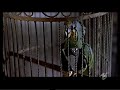 Scary Movie 2-Pappagallo