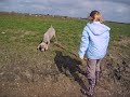 Max the Weimaraner