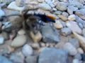 Tarantula vs. Tarantula Hawk