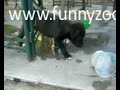puppy playing with 7up bottle in kitchen
