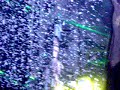 Bjork - Declare Independence - Virgin Festival Toronto 07