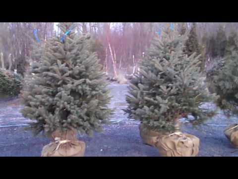 how to fertilize norway spruce