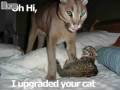 videos de Funny Kitty