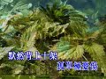 念恩 廣東話 詩歌 卡啦OK 07-13   wey's karaoke