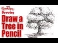 How to draw a tree in pencil