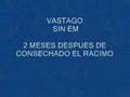 DESCOMPOSICION VASTAGO DE PLATANO