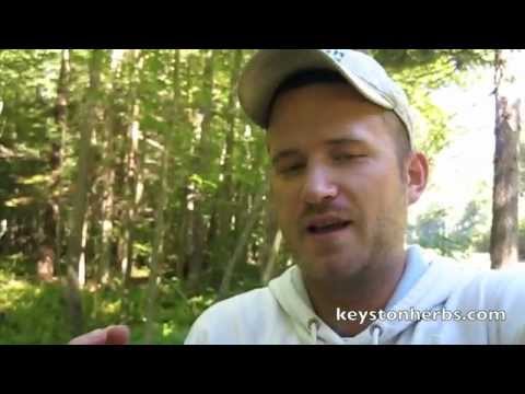 polypore - Learn more at http://www.keystoneherbs.com In this video you can see True Tinder Fugus or Birch Polypore (Piptoporus Betulinus) along side of the road in Pen...