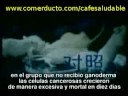 Ganoderma (Reishi) Progal BT Colombia 2
