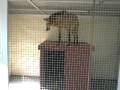 Maned Wolf Thinks She's a Cat