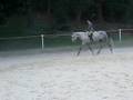 Ramblin' Rose Champion Green Hunter Horse...