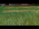 Green Grass