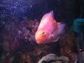Blood Parrot Cichlid Blood Parrot Cichlid