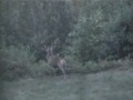 Mese di follia per i cervi del mio Appennino Bolognese; comincia la stagione degli accoppiamenti ei maschi emettono il loro bramito di richiamo per le femmine e di dissuasione per gli altri maschi nelle vicinanze.