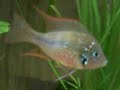 Electric Blue Jack Dempsy,Oscar,Flagtail,Adonis Plec,Ellioti