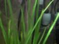 Electric Blue Jack Dempsy,Oscar,Flagtail,Adonis Plec,Ellioti