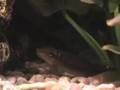 Mi pecera guppys y tiburones un gran acuario