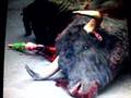 Partido Ciudadano, contra la crueldad animal