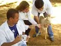 Correndo atras das cabras