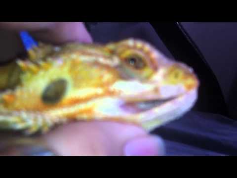 how to cure iguana mouth rot