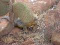 videos de Omer Galapagos