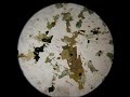 Petrology - D - Diorite plain polairsed Petrology - D - Diorite plain polairsed