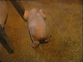 Castration of piglets - www.gaia.be