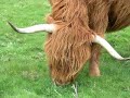 Highland Cattle & Calf