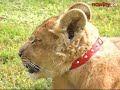 Ma dopiero cztery miesiące i waży zaledwie dwadzieścia kilogramów. Chętnie kąpie się w basenie, bawi się z maleńkim ratlerkiem i poluje na kapustę. Słodka mordka to jednak tylko pozory. Jest dziki i potrafi już pokazać pazury.