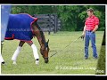 barbaro-celebrating-grazing-in-the-grass.html