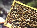 Bees and Beekeeping
