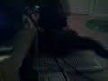 Catnip!  pt4