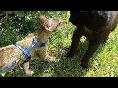 Oriental Shorthair Cats Loki & Penuts Exploring Garden