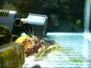 crayfish 211007