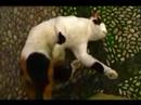 Greek Cat Nip Fit