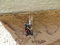 Flutterby: Birth of a Monarch Butterfly