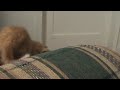 Kittens Kittens