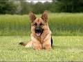 le berger allemand