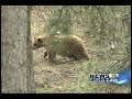 Chased by bear, pregnant woman hit by car