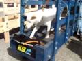 White Shiba Inu on dog treadmill www.K9Fitness.us