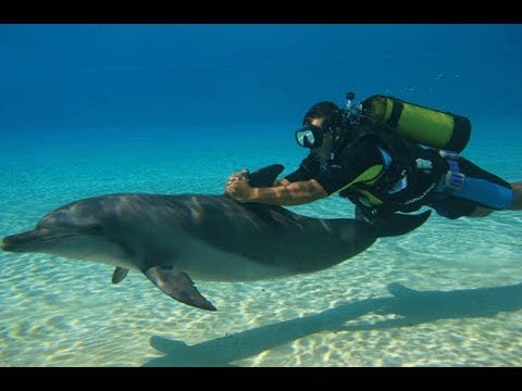 Diving with dolphins at Atlantis in Dubai
