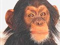 the watchman defends the creators of original content against injustice from other users in the youtube comments section.