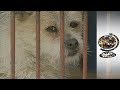 A Man's Best Friend - Korea