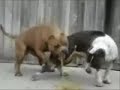 2 Dogs